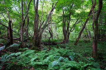 old trees and vines in wild summer forest
