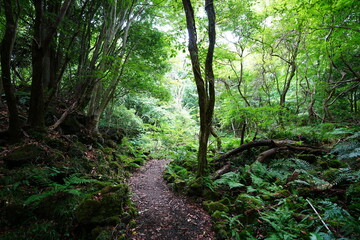 fine summer forest in the gleaming sunlight