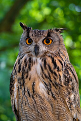 Eule Porträt vor unscharfen Hintergrund