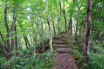 refreshing summer forest with path