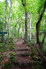 refreshing summer forest with path