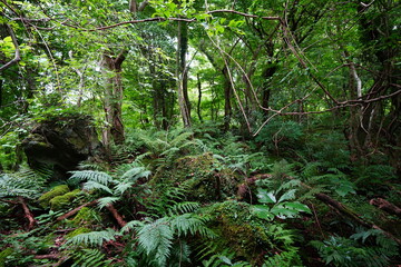 Fototapeta premium mossy rocks and fern in primeval forest