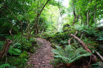 fine summer forest in the gleaming sunlight