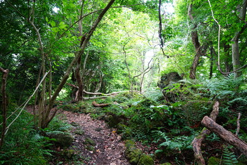 mossy rocks and old trees in thick wild forest