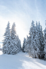 Picturesque winter landscape with snow covered fir trees in ski resort of Pamporovo, Bulgaria. Christmas holiday season, New Year greeting background, beauty of nature