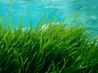 Neptune grass or Mediterranean tapeweed (Posidonia oceanica) undersea, Aegean Sea, Greece, Halkidiki