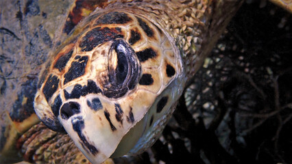 Underwater macro photo and close up of a sea turtles face