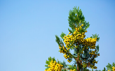 Obraz premium Fir branches close-up. Coniferous trees in the forest. Winter Christmas background. Christmas background, beautiful nature