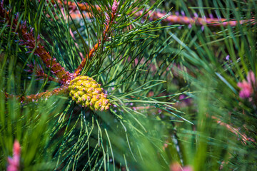 Fir branches close-up. Coniferous trees in the forest. Winter Christmas background. Christmas background, beautiful nature