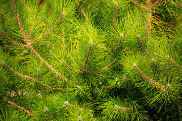 Fir branches close-up. Coniferous trees in the forest. Winter Christmas background. Christmas background, beautiful nature