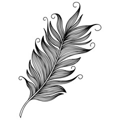 Png feather. Hand drawn. Vintage art illustration