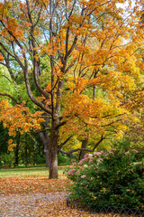 Beautiful old tree in autumn colors