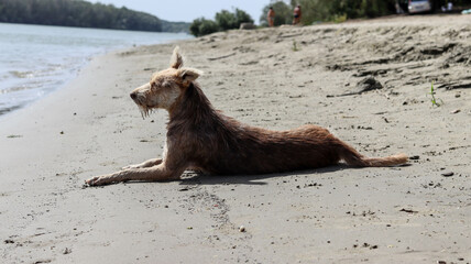 Stray dog on the beach