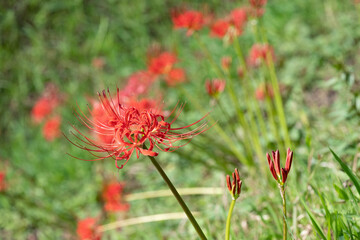 彼岸の入りとヒガンバナ
