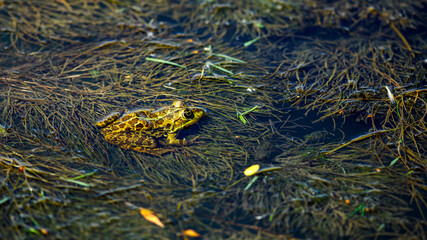 A frog in the swamps of the danube delta