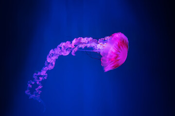 Pink fluorescent jellyfish swimming underwater aquarium pool. The South American sea nettle chrysaora plocamia in blue water, ocean. Theriology, tourism, diving, undersea life. © katyamaximenko