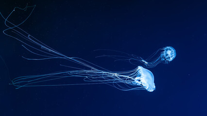 Fluorescent jellyfish swimming underwater aquarium pool. The Atlantic sea nettle chrysaora...