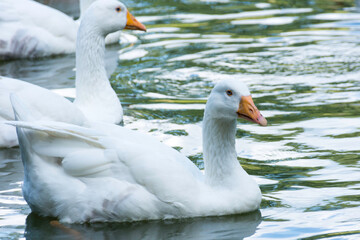 White Goose on a Lake