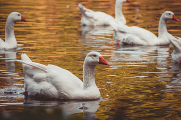 White Goose on a Lake