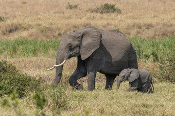 Obraz premium large African elephant walking through the African bush