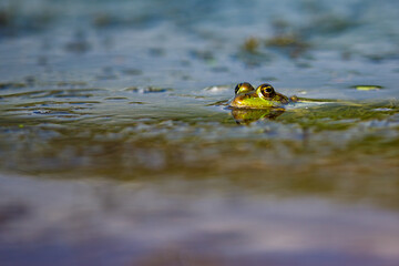 A frog in the swamps of the danube delta