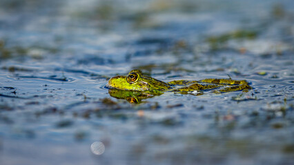 A frog in the swamps of the danube delta
