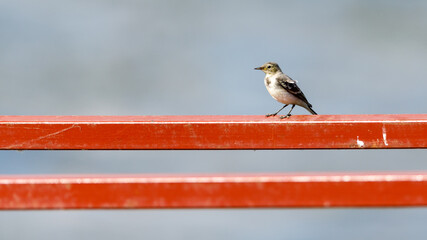 A white wagtail in the danube delta in romania