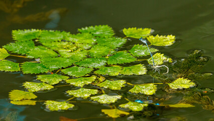 the eatable water chestnuts in the danube delta in romania