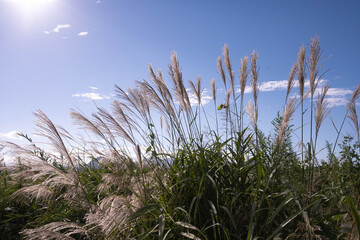 秋の空とススキ