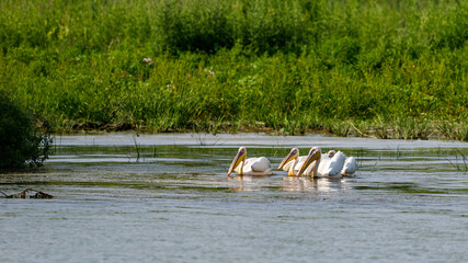 Pelicans in the daube delta of romania