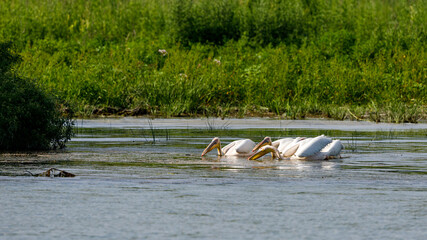 Pelicans in the daube delta of romania