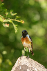 European stonechat (Saxicola rubicola) sitting on a stone in spring.
