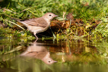 Garden Warbler (Sylvia borin) sitting at a pond in spring.