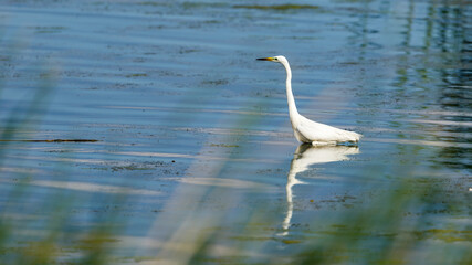 Obraz premium A great white egret in the danube delta in romania