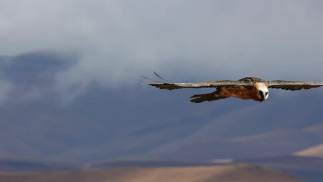 Bearded vulture flies by in slow motion