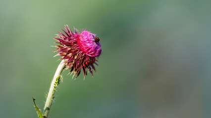a thistle flower in red and pink