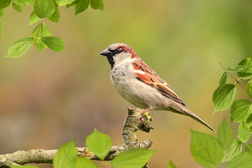 Vögel 148