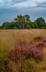 Fototapeta premium Blooming heather on the Veluwe in the Netherlands