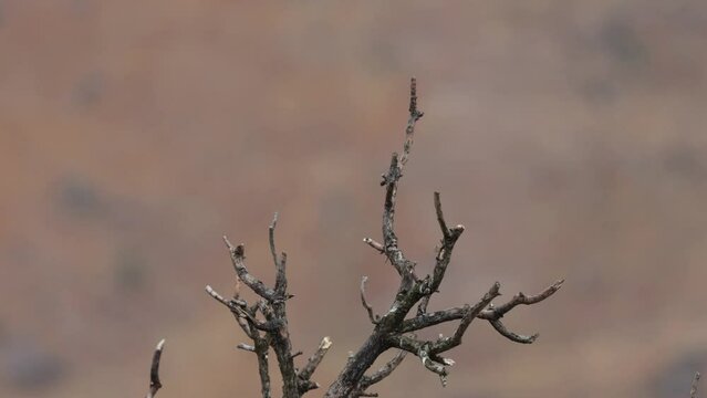  A rock kestrel flying away