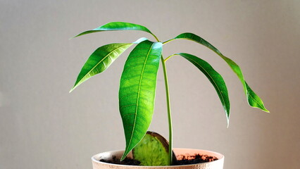 Mango Tree in a Pot on a Gray Background. Tropical Plant at Home. Close Up. Selective Focus
