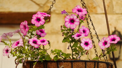 Fototapeta na wymiar Hanging Basket with Petunia. Balcony Garden. Landscape Decision. Pink Flowers in a hanging Pot.