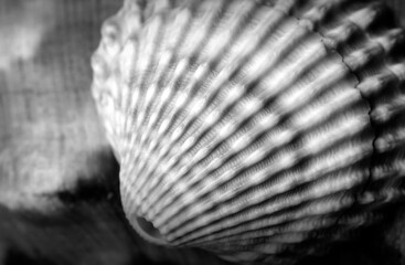 Cockle seashell close up in black and white