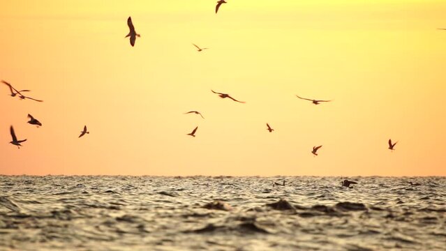 A flock of seagulls fly and fish in the sea. Warm sunset sky over the ocean, sun glare. Silhouettes of seagulls flying in slow motion away from the camera with the sea in the background at sunset.