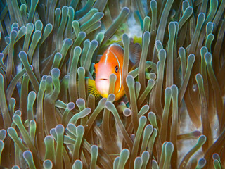 fish in aquarium