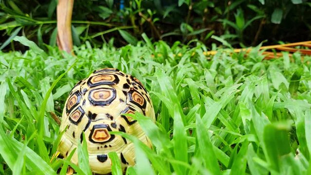 The back of leopard tortoise walking in to the forest.