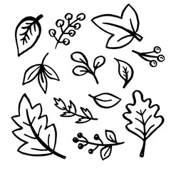 Leaves collection. Hand drawn black line sketch isolated on white background. Vector illustration