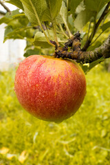 Red apple on a tree with drops in the garden