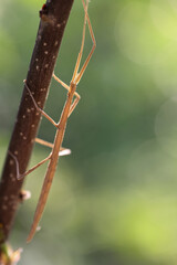 stick insect walking on a branch. Biodiversity and conservation of habitats and insect species