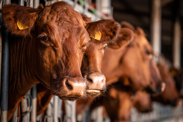 Beef cattle farming and close up view of cow standing in cowshed.