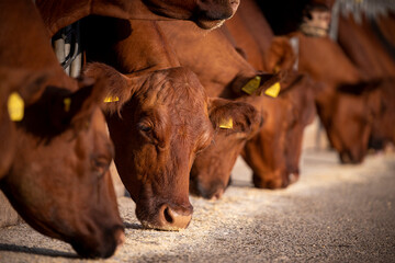 Beef cattle eating at the farm. Domestic animals husbandry.